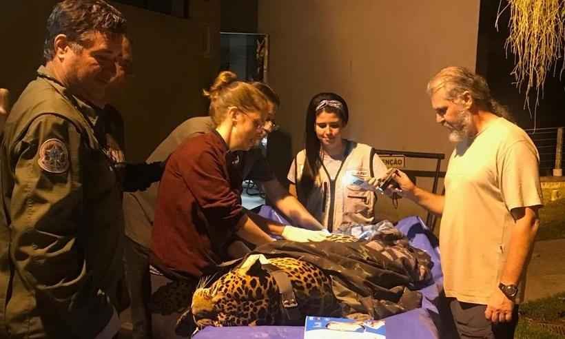Onça-pintada de Juiz de Fora é capturada  - Polícia Militar/Divulgação