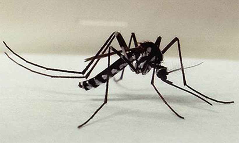 Vírus parente do chikungunya já circula no Sudeste, alerta UFRJ - Fio Cruz/Divulgação