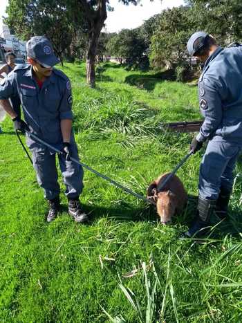 Capivara com pata quebrada é resgatada em córrego na Grande BH - Corpo de Bombeiros Militar de Minas Gerais/Divulgação