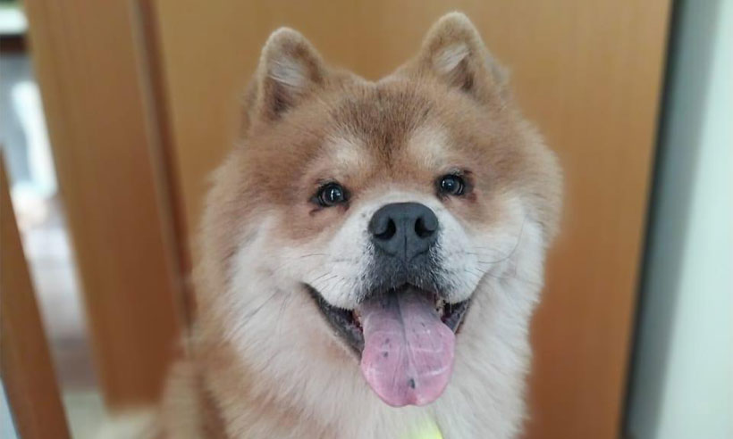 Aplicativo oferece recompensa de R$ 20 mil por cachorro desaparecido em BH - Vitor Primo/Divulgação