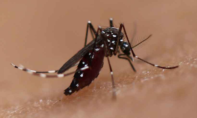 Chega a 65 o número de mortos por dengue em Minas Gerais - NIAID/Divulgação 