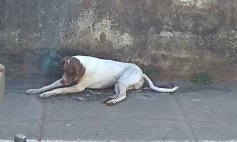 Matança de animais: mais de 20 cães amanheceram envenenados em Urucânia - Associação Urucanense/Divulgação