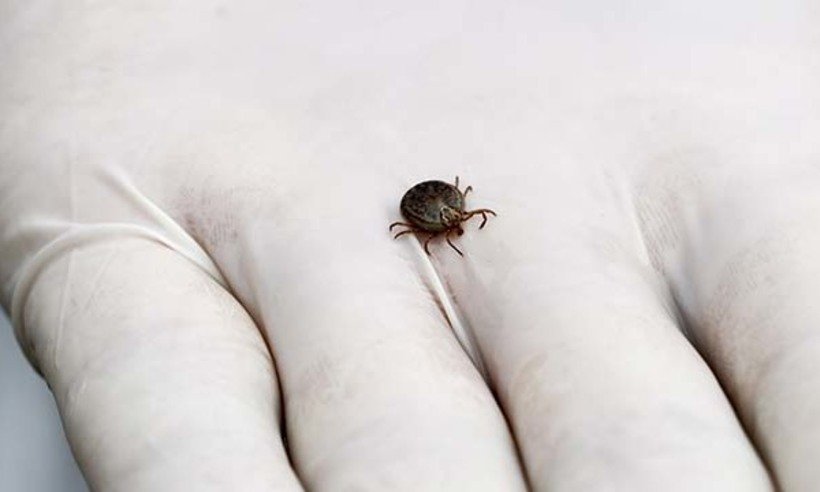 Após mortes em Contagem, PBH emite alerta de surto de febre maculosa - Secretaria Municipal de Contagem/Reprodução