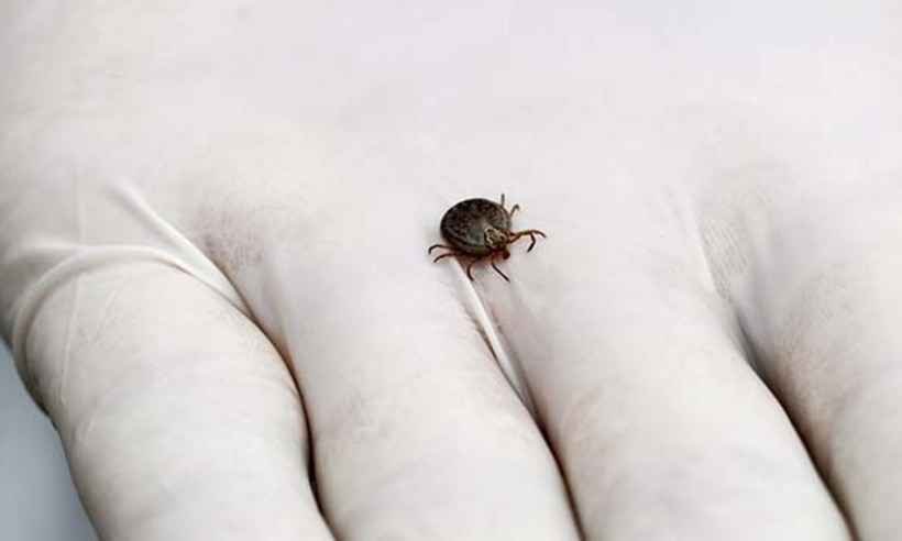 PBH contabiliza 31 casos notificados de febre maculosa - Secretaria Municipal de Contagem/Reprodução