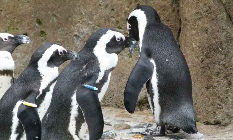 Cientistas comprovam 'solidariedade' de pinguins africanos com aves marinhas - Pixabay
