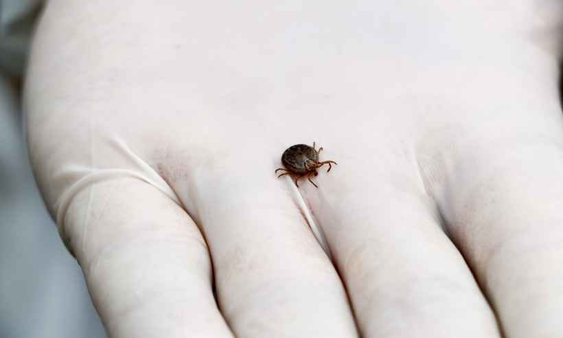 Febre maculosa já matou cinco pessoas em Minas neste ano - Adelcio R. Barbosa/Divulgação