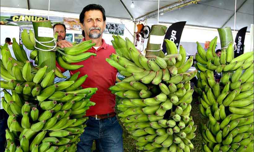 Cultivo de banana em cidade mineira vai movimentar R$ 90 mi - Jair Amaral/EM/D.A Press
