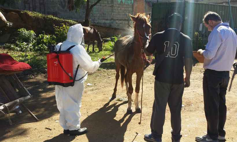 Febre maculosa: Prefeitura de Contagem começa a aplicar carrapaticidas em cavalos - Paulo Filgueiras/EM/D.A.Press