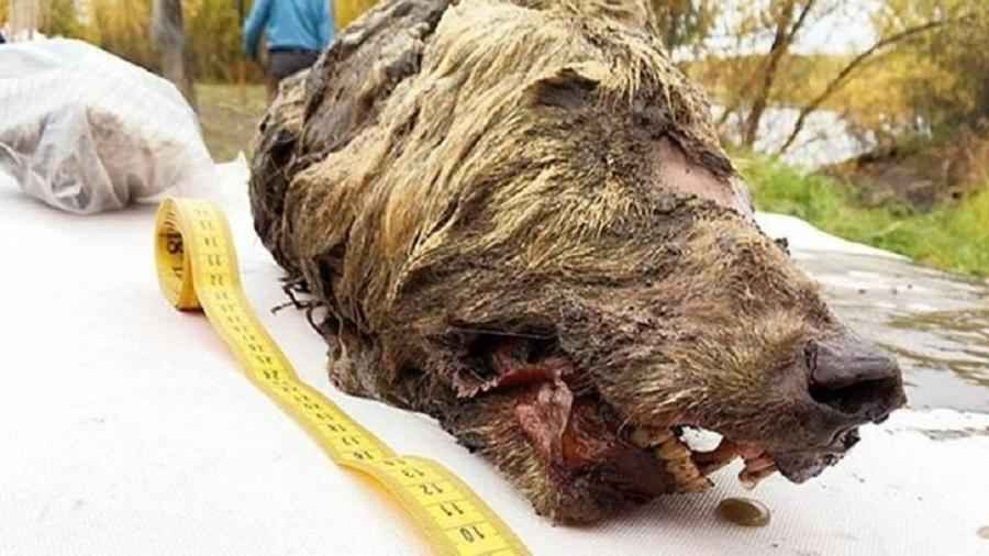 Enorme cabeça de lobo de 32 mil anos é encontrada na Sibéria - Albert Protopopov