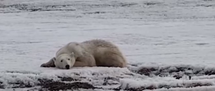 Urso polar faminto é encontrado a 800 km de seu habitat natural na Rússia; veja vídeo  - Reprodução Youtube 