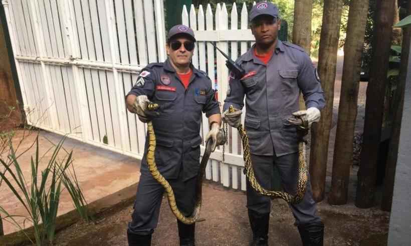 Casal de cobras de 1,6 metro é capturado em quintal de casa na Grande BH - Divulgação Corpo de Bombeiros
