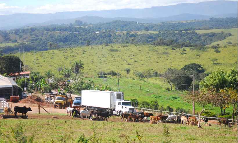 Animais vítimas de tragédia em Brumadinho recebem cuidado especial