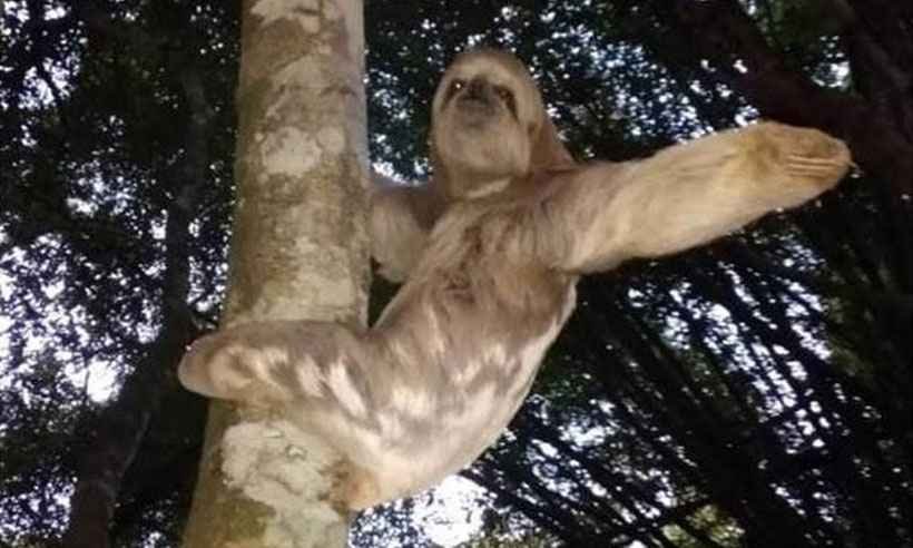 Bombeiros resgatam bicho-preguiça na BR-116 - Corpo de Bombeiros/Divulgação