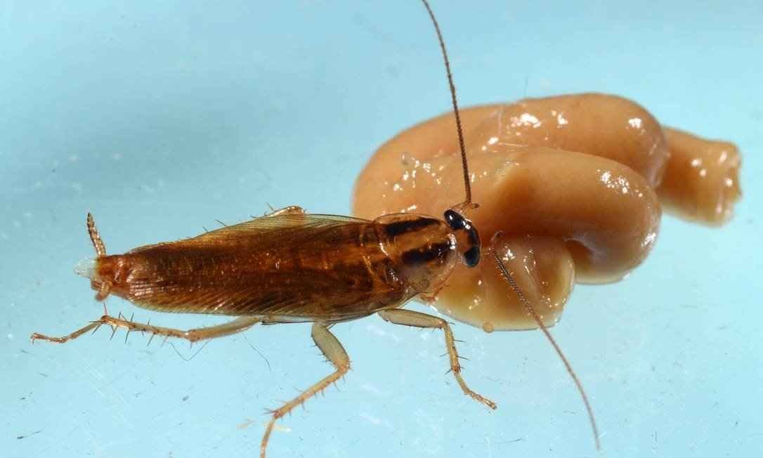 Baratas evoluem e podem se tornar impossíveis de matar - John Obermeyer / Entomologia de Purdue