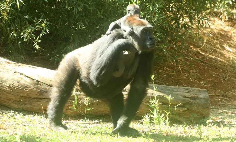 Filhote de gorila surpreende e já passeia nas costas da mãe no zoo de BH - Jair Amaral/EM/DA Press