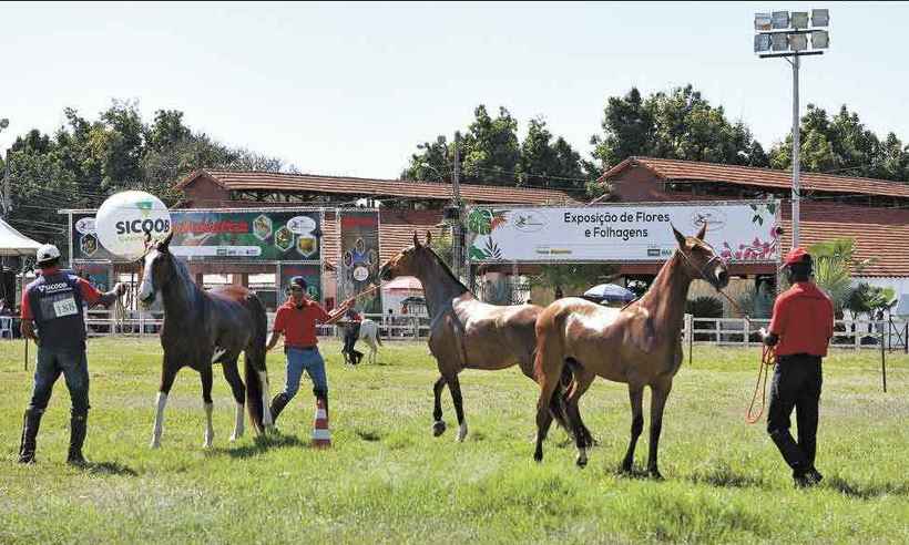BH recebe exposição de cavalos Mangalarga marchador  - Edésio Ferreira/EM/D.A Press %u2013 31/5/17