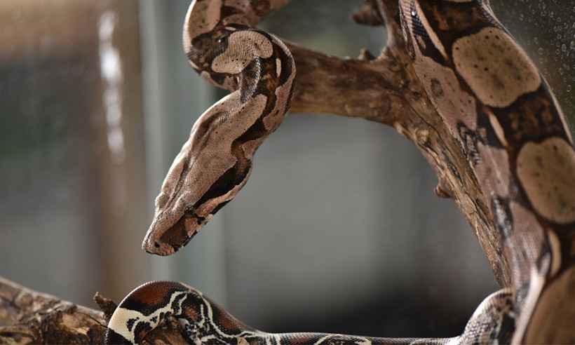  Ajude a escolher o nome da cobra de estimação da Funed, em BH - Funed/Divulgação