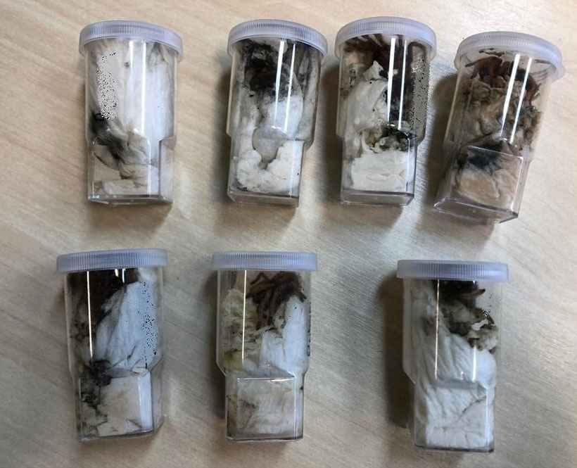 PF apreende 84 aranhas vivas enviadas pelo correio da Alemanha para o Brasil  - Polícia Federal/Divulgação