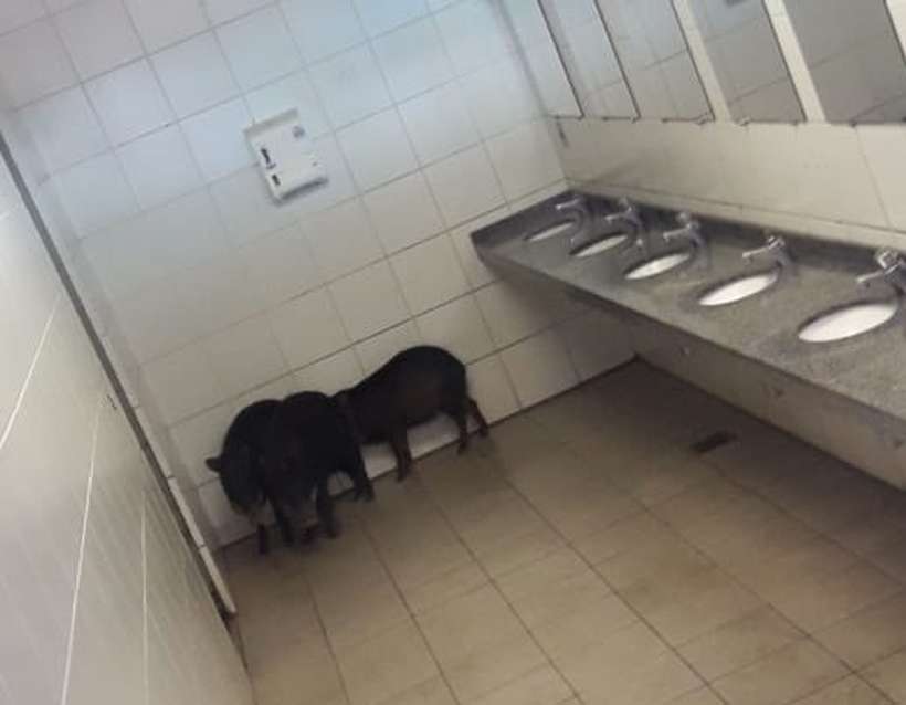Vídeo: Porcos selvagens de até 40kg  invadem Shopping Popular  - Polícia Militar/Divulgação