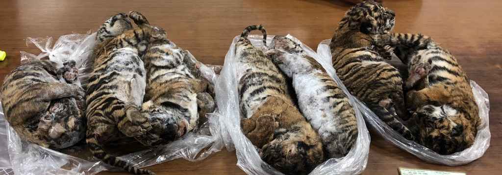 Sete tigres são achados congelados em carro parado em estacionamento - NAM GIANG/AFP
