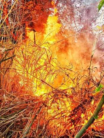 Incêndio em canavial causa estragos no Triângulo Mineiro - Corpo de Bombeiros/Divulgação