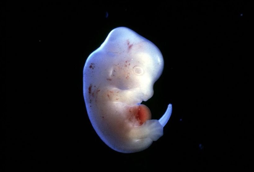 Japão autoriza desenvolvimento de primeiros híbridos entre humanos e animais - Science Pictures ltd/SPL