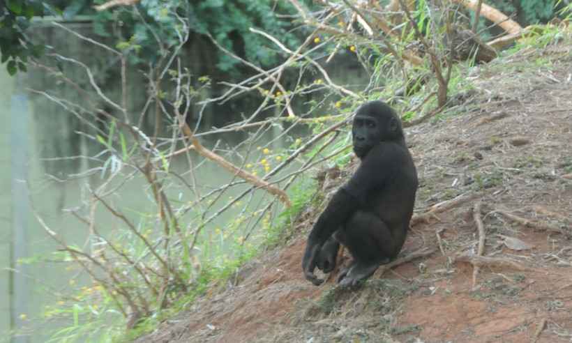 Gorilinha Sawidi faz aniversário e aparece para visitantes no Zoológico de BH; veja fotos  - Paulo Filgueiras/EM/D.A Press