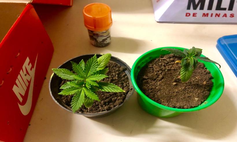 PM prende homem com 150 sementes de maconha e apreende pés da planta  - PM/Divulgação