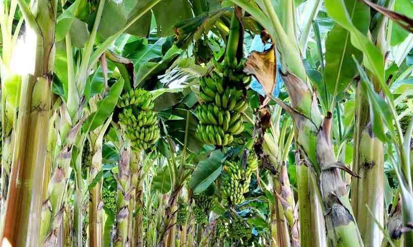 Rainha das lavouras no Norte de Minas, banana enfrenta novos desafios - Fernanda Fabrino/Divulgação Epamig