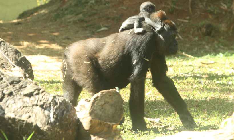 Filhote de gorila que nasceu em junho no zoo de BH é fêmea - Jair Amaral/EM/D.A Press