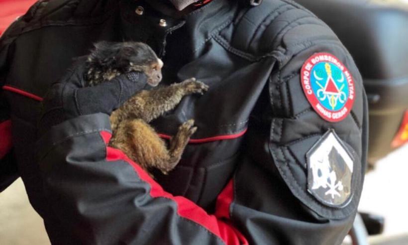 Sagui é resgatado após cair de fiação elétrica em rua de Uberaba  - Corpo de Bombeiros/Divulgação