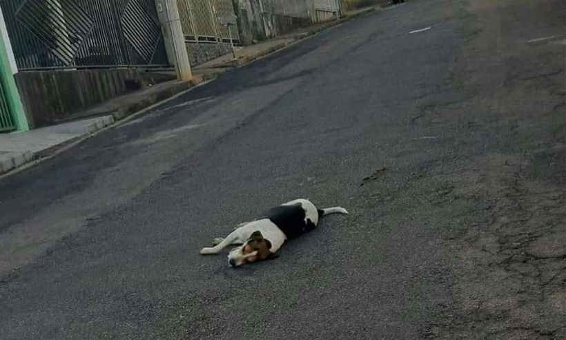 Extermínio de cães por envenenamento assusta moradores de cidade mineira  - REprodução/Facebook