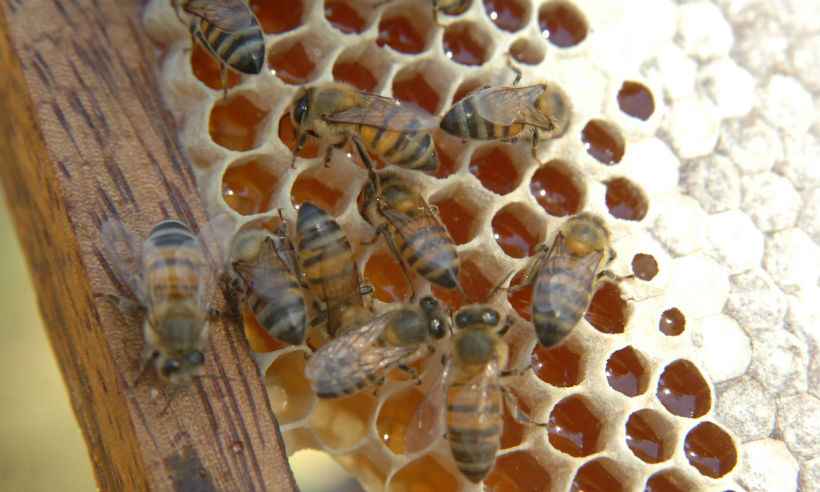 Ataques de abelhas em escola deixa três crianças em estado grave  -  Beto Magalhaes/EM/D.A Press - 04/08/2009 