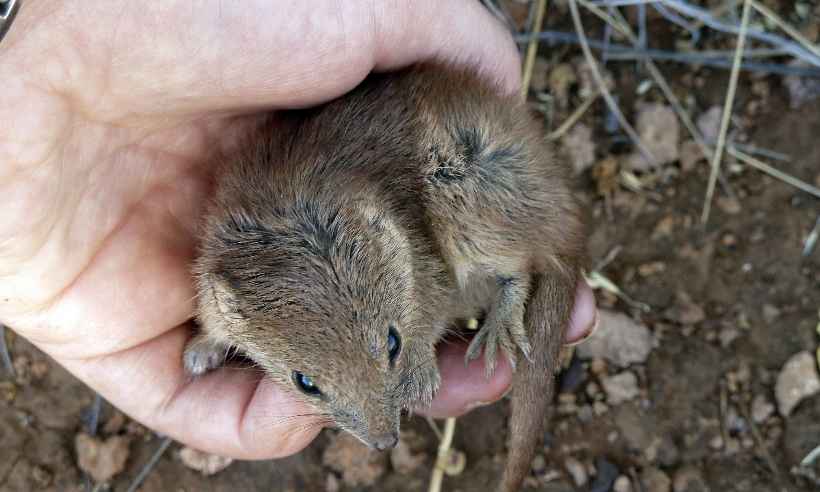 Kalutas, pequenos marsupiais, morrem em massa por 'intenso acasalamento' - Handout / THE UNIVERSITY OF WESTERN AUSTRALIA / AFP
