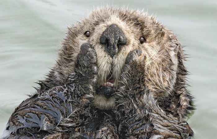 Concurso de fotografia reúne momentos engraçados de animais selvagens - Comedy Wildlife Photography Awards 2019