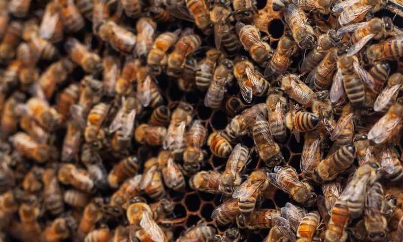 Abelhas atacam funcionários de companhia aérea e provocam atraso de voo - Pexels