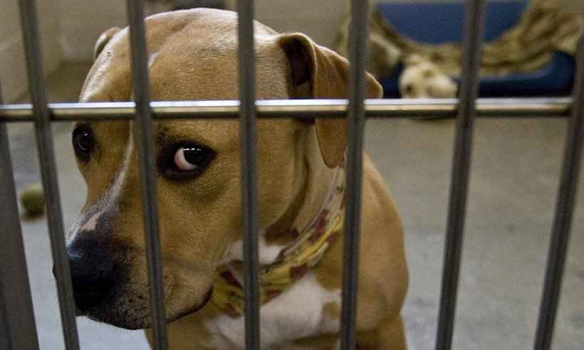 Viúva que invadiu casa para salvar cachorro em Florianópolis é absolvida - David Paul Morris