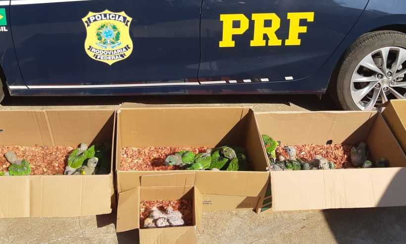 Polícia Rodoviária Federal prende homem flagrado com 66 pássaros silvestres; veja vídeo  - Polícia Rodoviária Federal/Divulgação