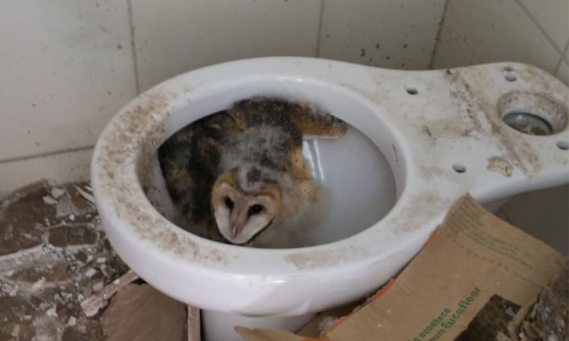 Confundidos com gambás, filhotes de corujas são resgatados em apartamento de Nova Lima - Corpo de Bombeiros/Divulgação