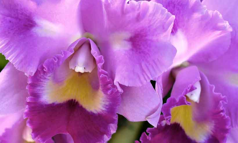 Exposição Nacional de Orquídeas ensina a criar joaninhas e abelhas  - Timothy Clary