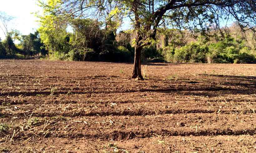 Norte de Minas: à espera da chuva, pasto é semeado - Osmar Avelino/divulgação
