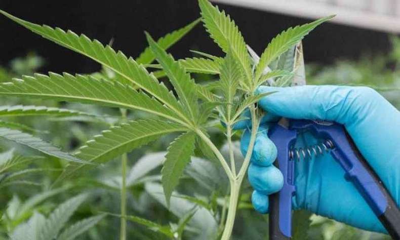 Plantio de maconha e uso de subprodutos como canabidiol são julgados pela Anvisa - Lars Hagberg/AFP