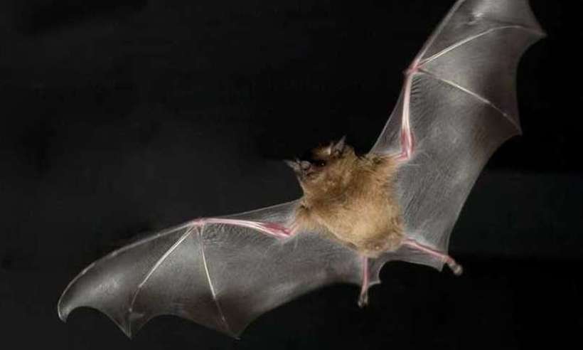 Morcego com raiva é encontrado morto em Montes Claros - AFP PHOTO/SCIENCE/F.T.