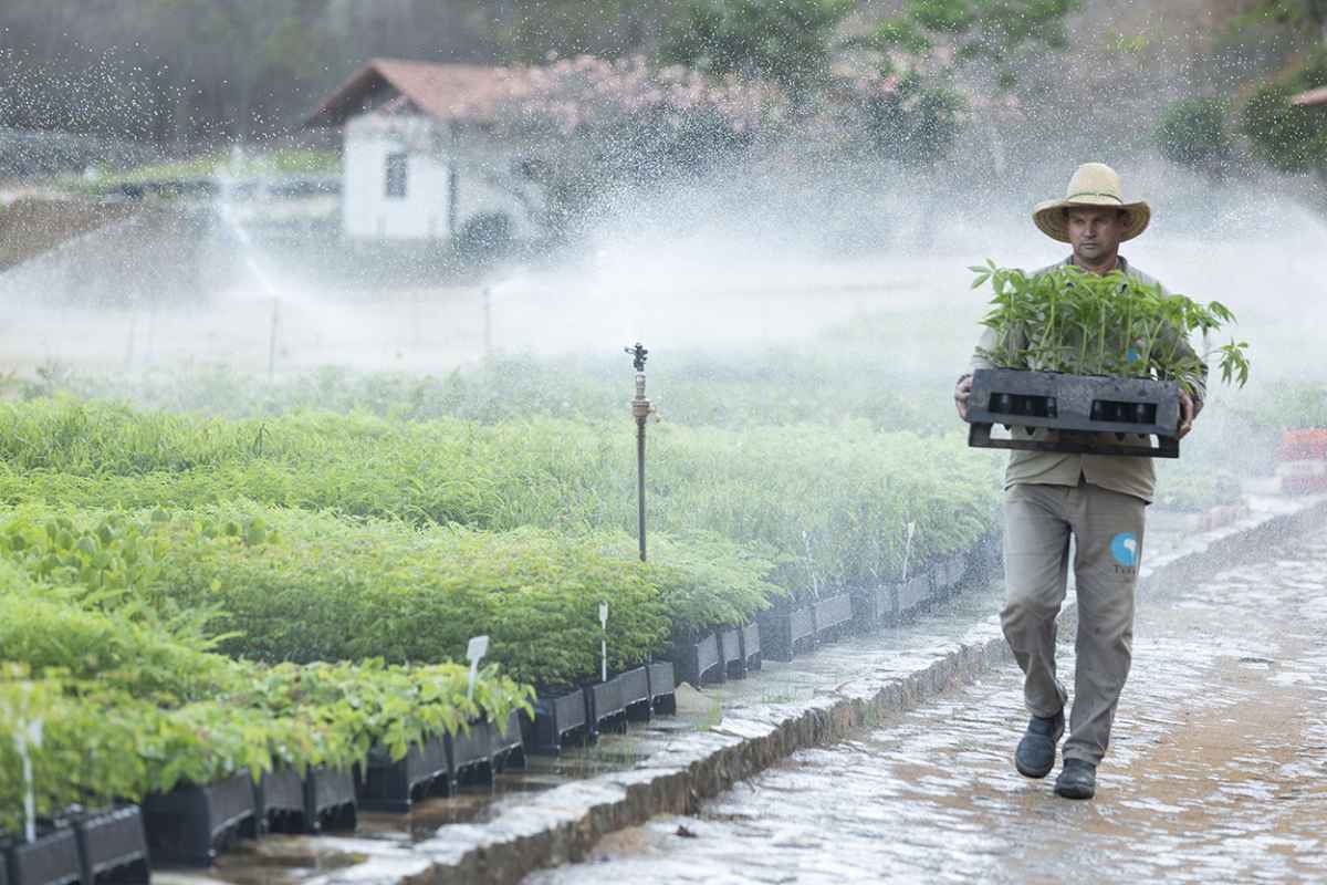 Recuperação da bacia do Rio Doce incentiva produção local de sementes 