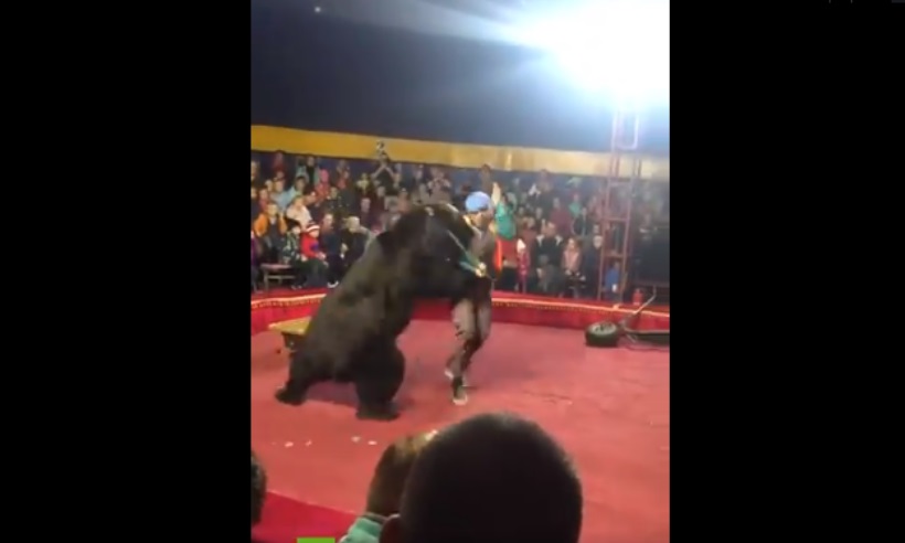 Urso ataca domador durante apresentação em circo  - Reprodução/Twitter