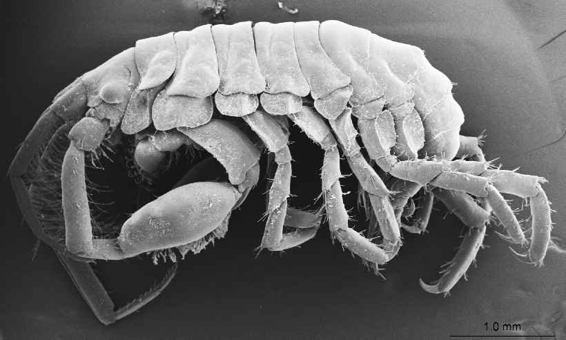 Nova espécie de crustáceo é descoberta na boca de um tubarão-baleia - Ko Tomikawa / Hiroshima University / AFP