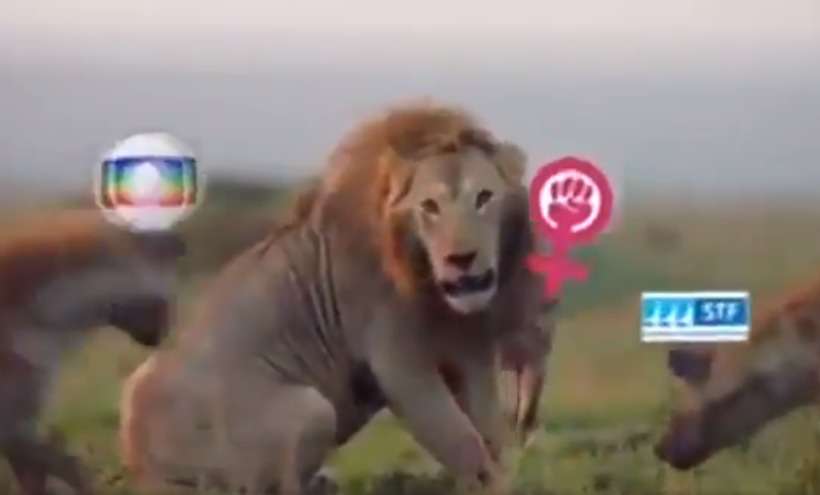 Bolsonaro posta vídeo em que é leão se defendendo de 'hienas da oposição' - Reprodução/Twitter