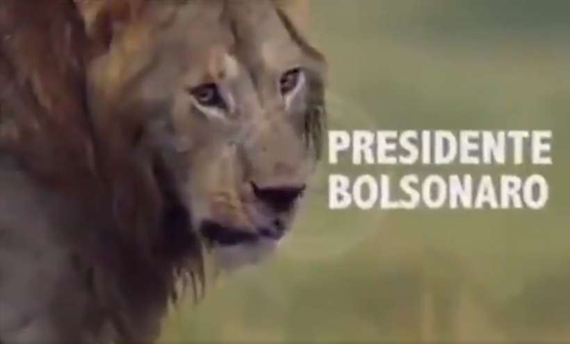 Após repercussão negativa, Bolsonaro apaga vídeo de leão e hienas - Reprodução/Twitter