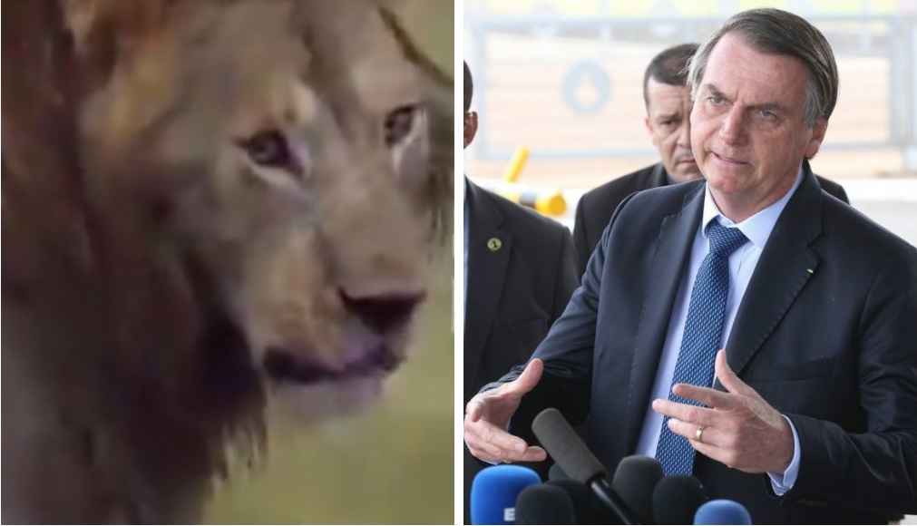 Bolsonaro se desculpa por vídeo do leão com hienas: 'Por vezes erro' - Reprodução Twitter / Antonio Cruz/Agencia Brasil
