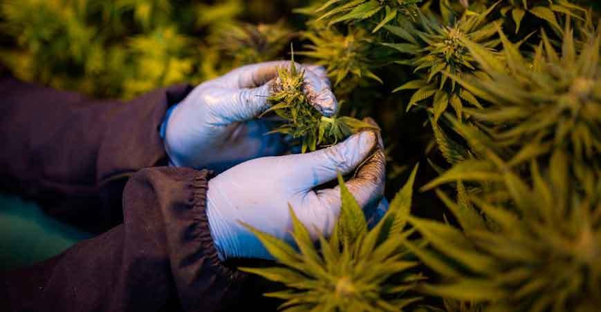 Brasil tem primeiro fundo financeiro baseado em maconha - Guillem Sartorio/AFP